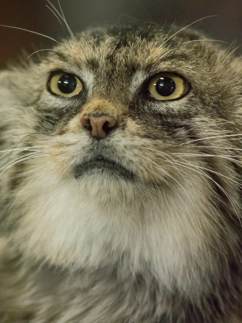 Фотография Примулы в Зоопарке Уено