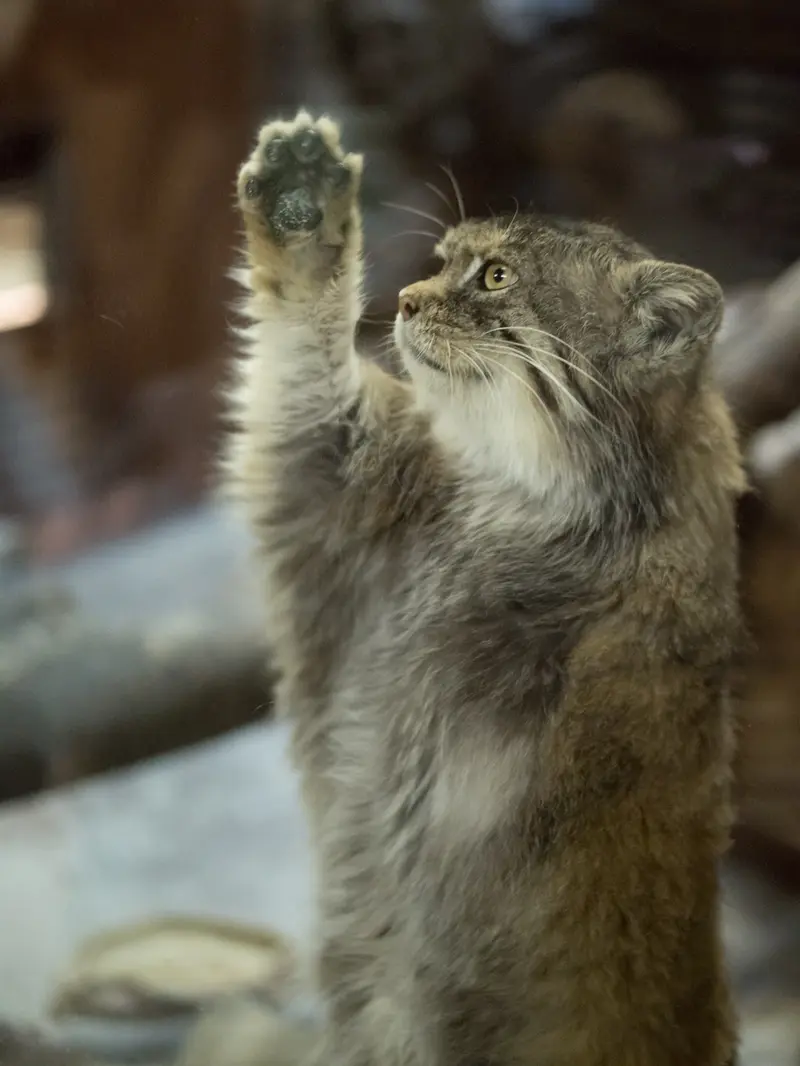 Фотография Примулы в Зоопарке Уено