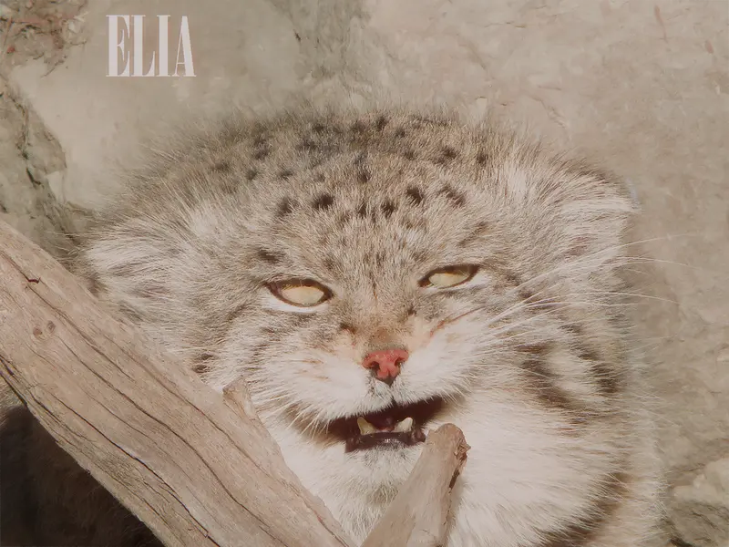 Фотография Олафа в Зоопарке Калгари / Институте Уайлдере