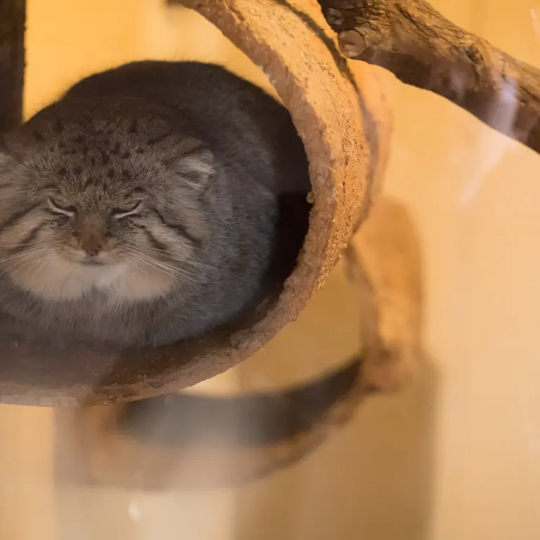 Фотография Лотоса в Детском зоопарке Сайтама