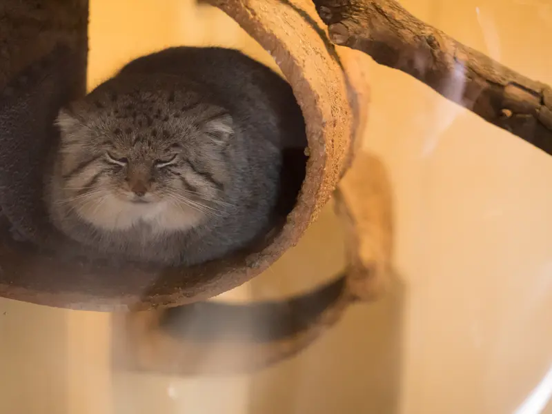 Фотография Лотоса в Детском зоопарке Сайтама