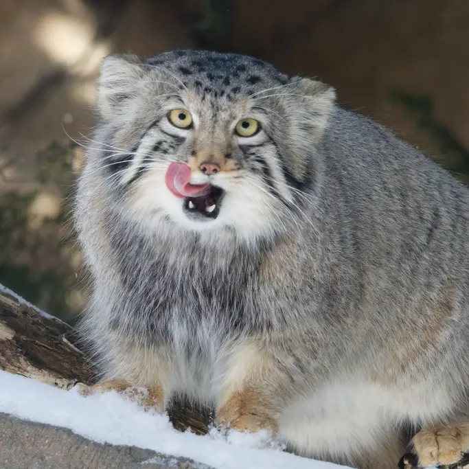 Фотография Нагому в Царстве Животных Насу