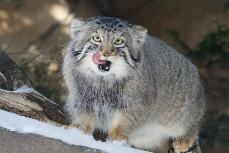 Фотография Нагому в Царстве Животных Насу