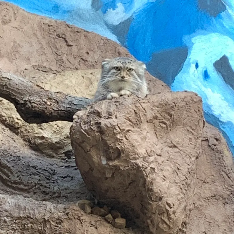 Фотография Миши в Бирмингемском Зоопарке