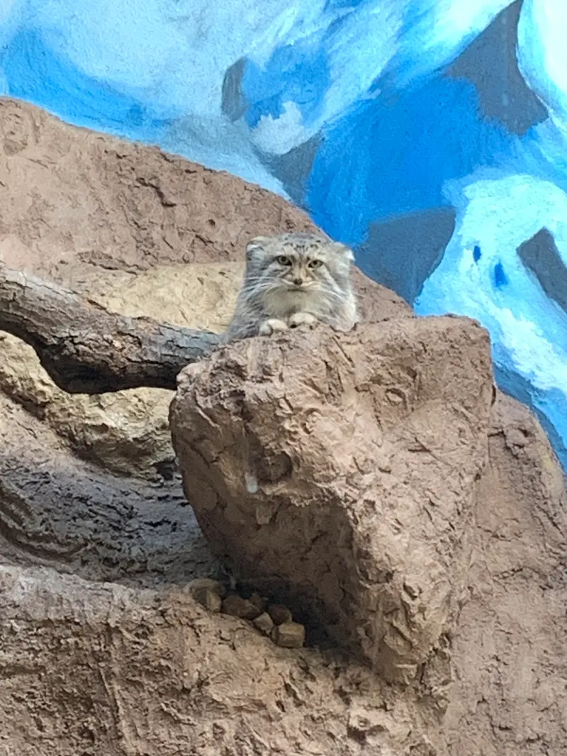 Фотография Миши в Бирмингемском Зоопарке