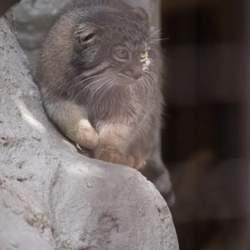 Фотография Фиги в Зоопарке Ногеяме