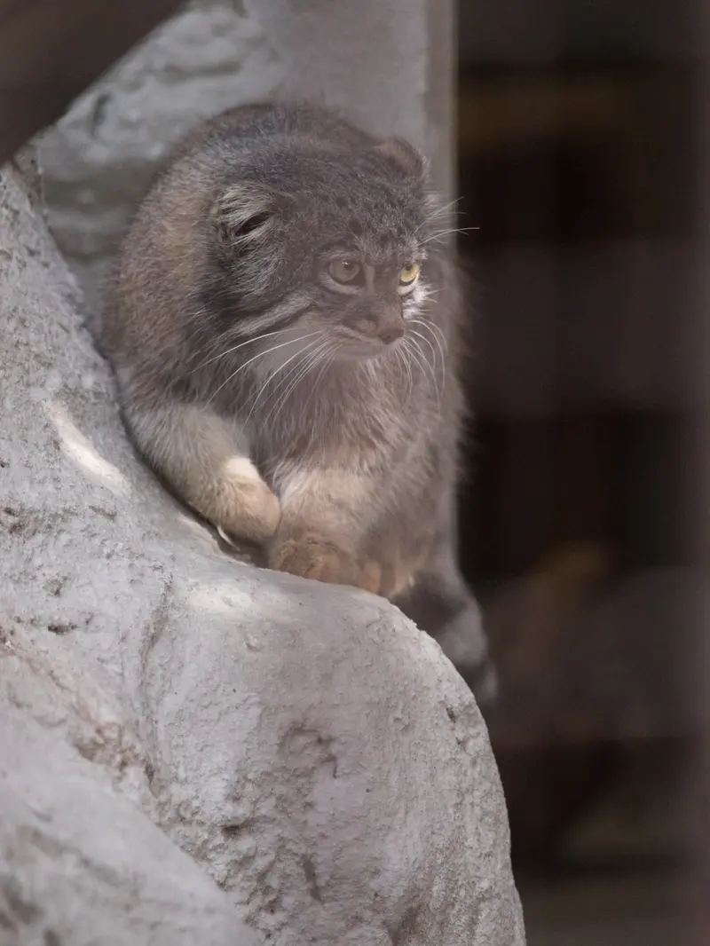 Фотография Фиги в Зоопарке Ногеяме