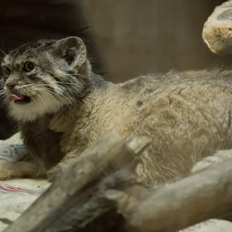 Фотография Примулы в Зоопарке Уено