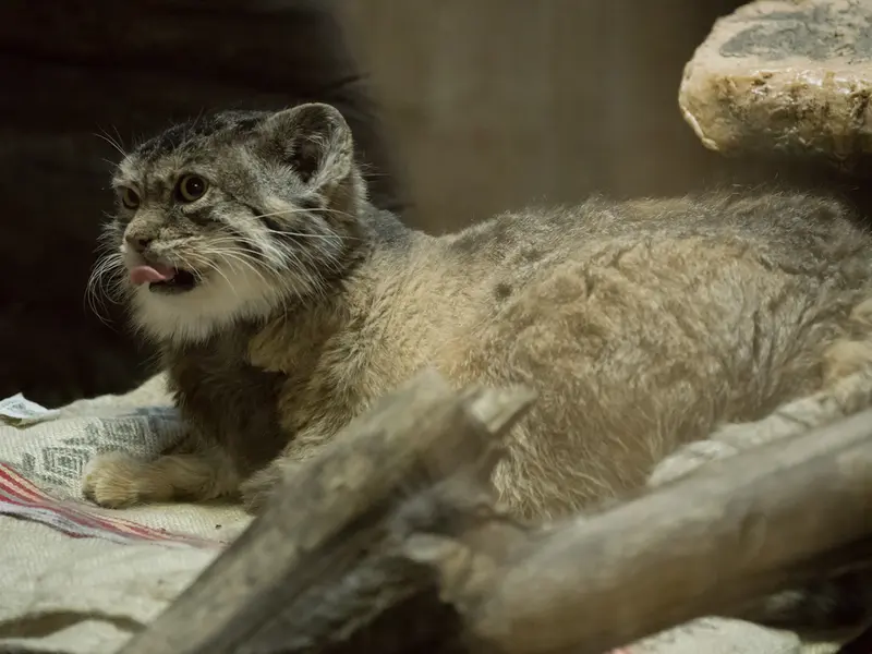 Фотография Примулы в Зоопарке Уено