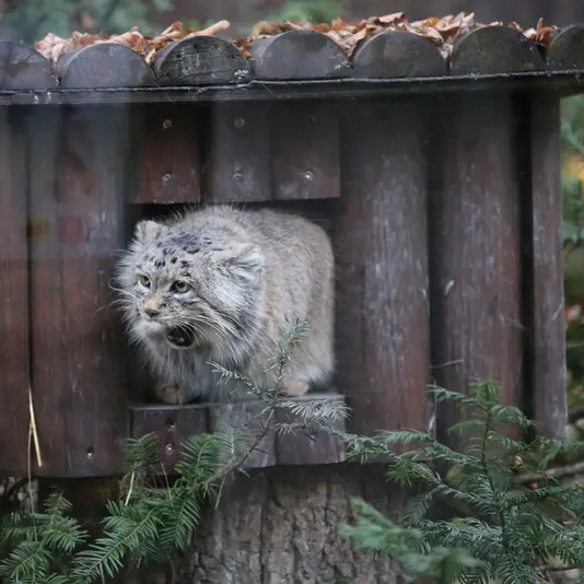 Фотография Мани в Познаньском Новом Зоопарке