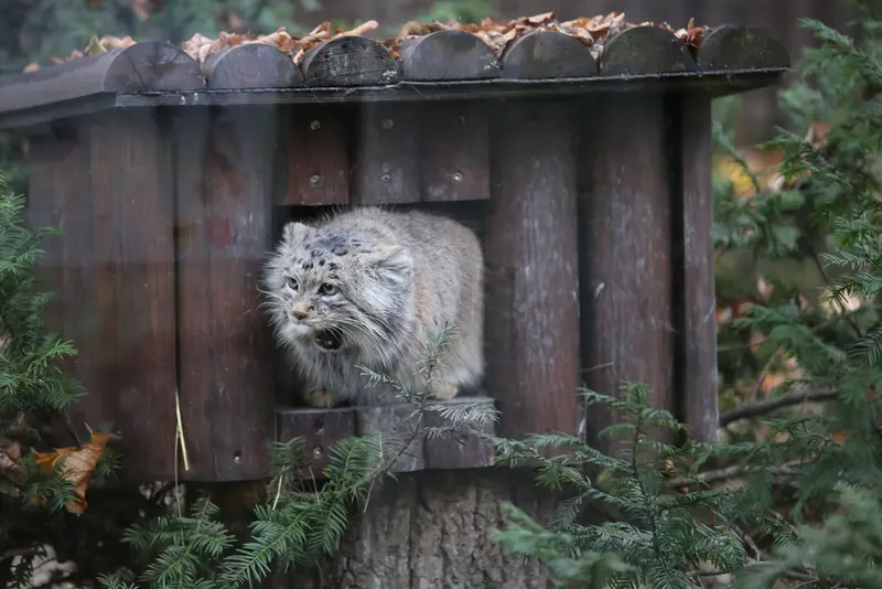 Фотография Мани в Познаньском Новом Зоопарке