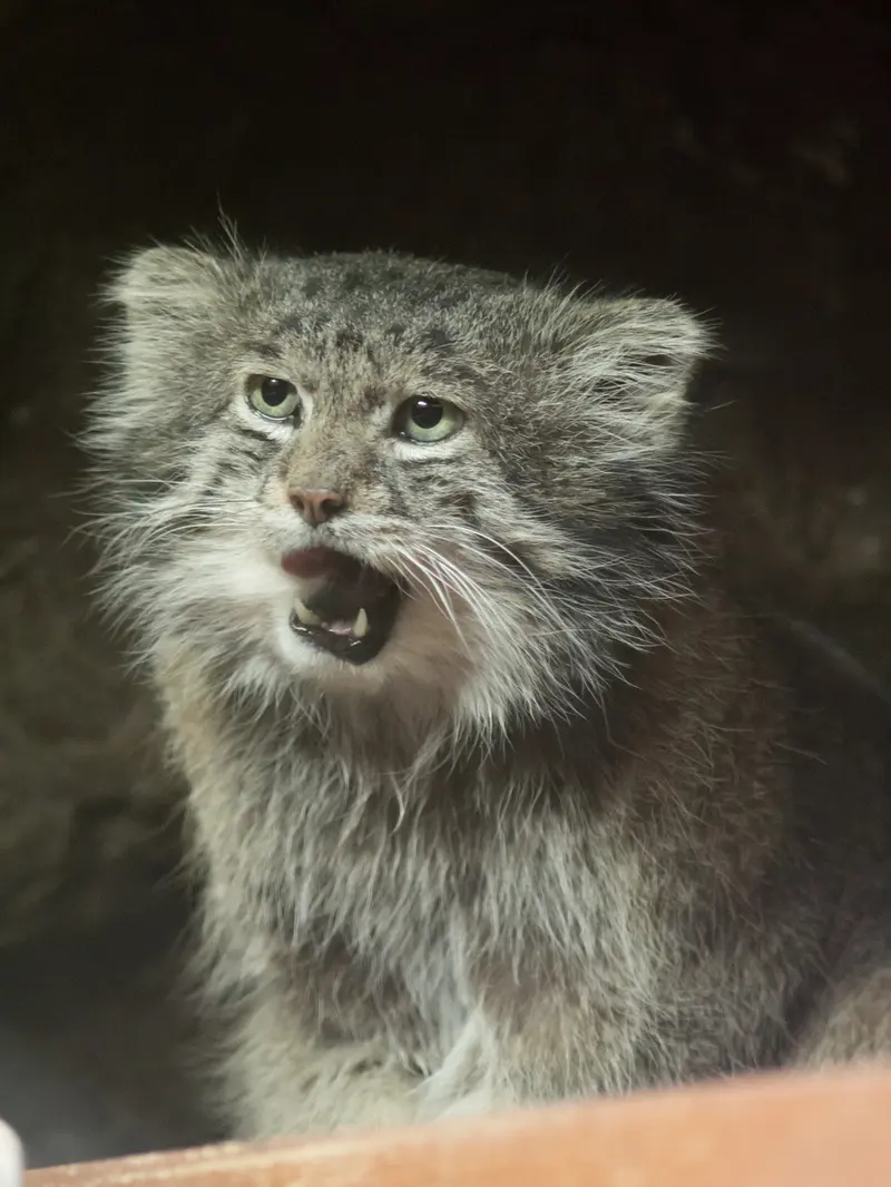 Фотография Клёна в Зоопарке Уено