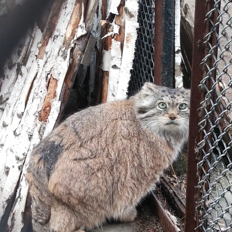 Фотография Ласточки в Новосибирском Зоопарке