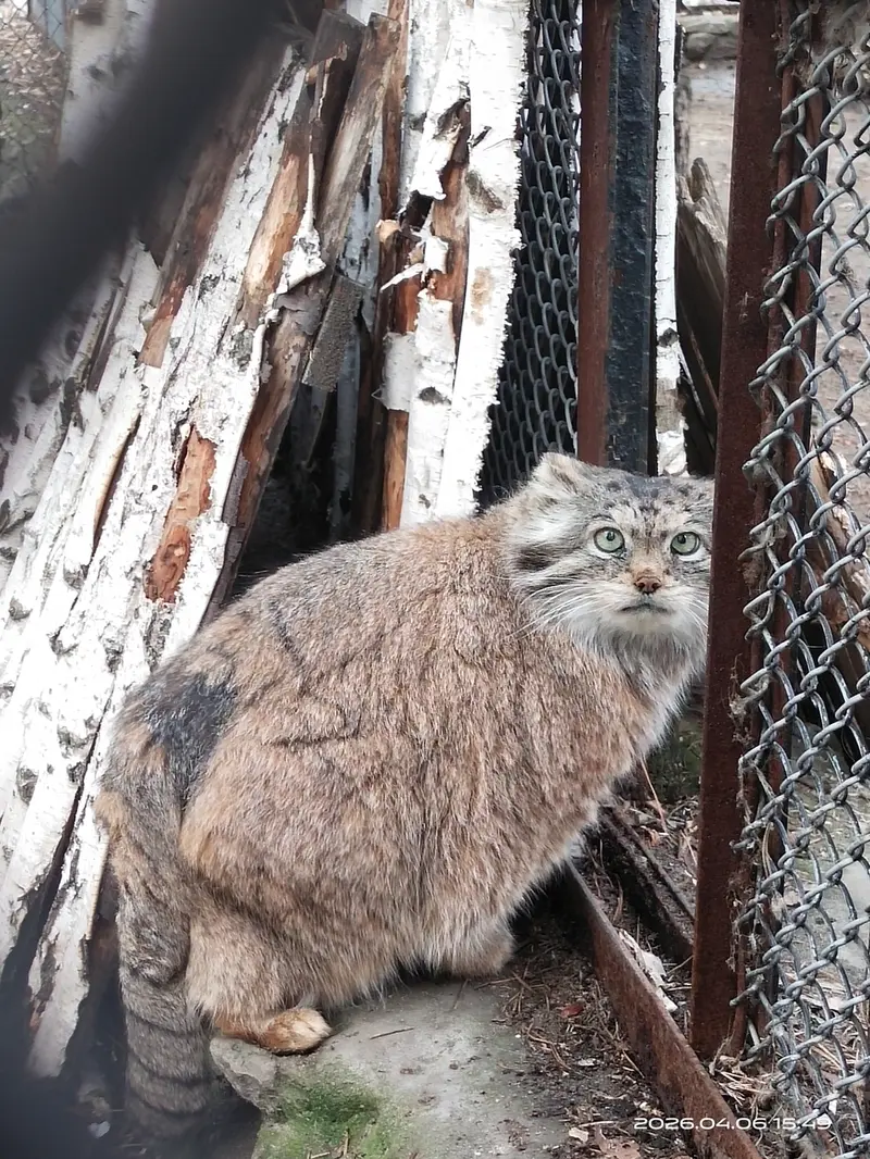 Фотография Ласточки в Новосибирском Зоопарке