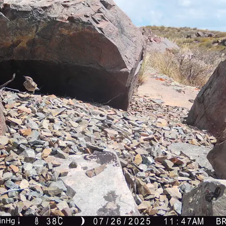 Фотография с манулом с фотоловушки Киикбай [новинка]