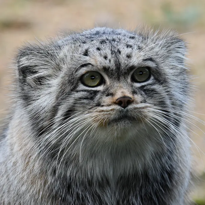 Фотография Атлана в Парке диких животных Порт-Лимпн