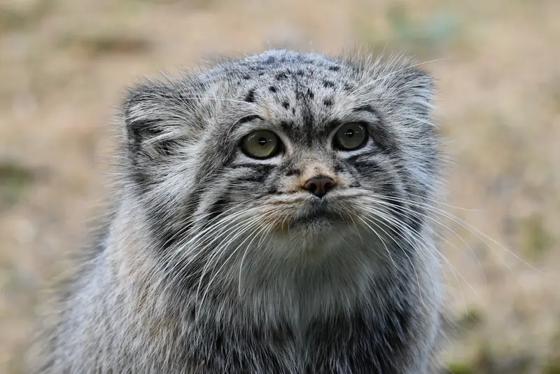 Фотография Атлана в Парке диких животных Порт-Лимпн