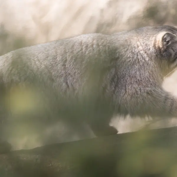 Фотография Нагому в Царстве Животных Насу
