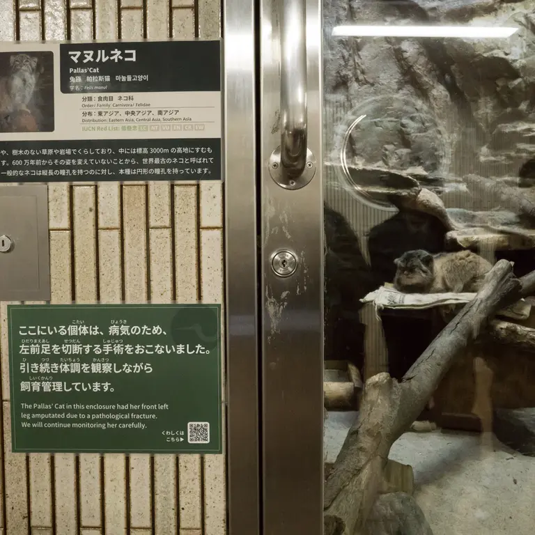 Фотография Примулы в Зоопарке Уено