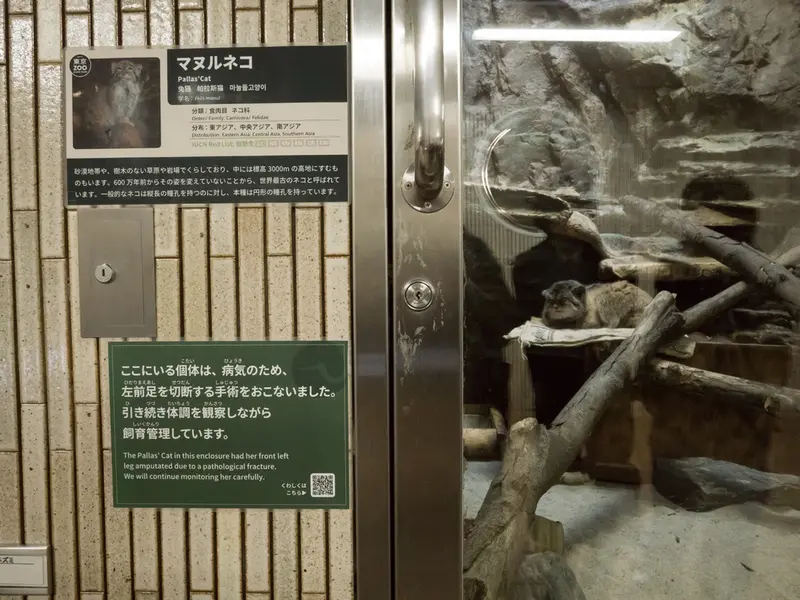 Фотография Примулы в Зоопарке Уено