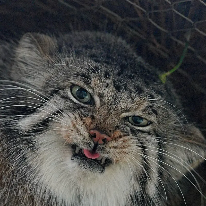 Фотография Аз в Царстве Животных Кобе