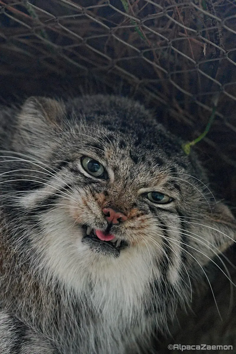 Фотография Аз в Царстве Животных Кобе