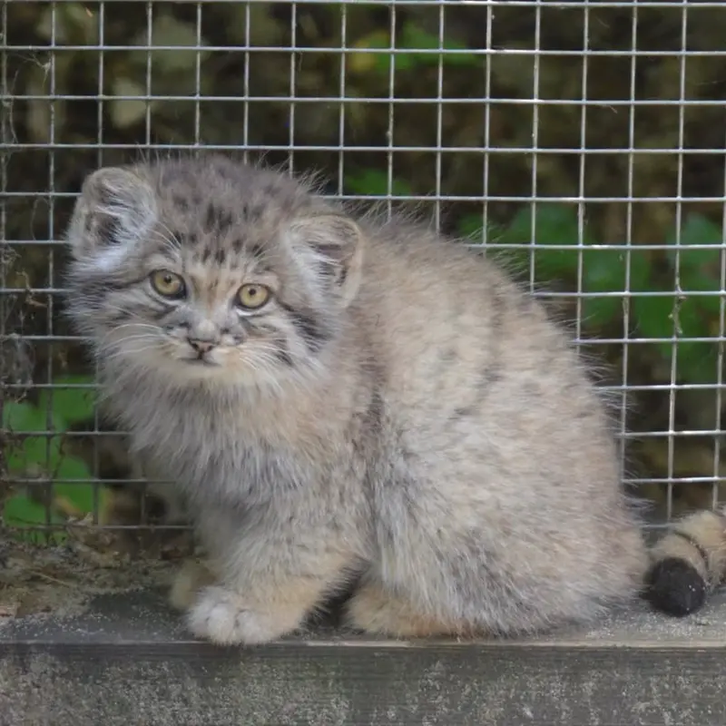 Новости из Кошицкого Зоо: у Алани и Айсена родились котята! 😻