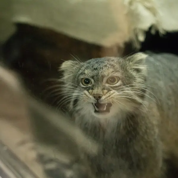 Фотография Фиги в Зоопарке Уено