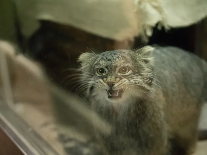 Фотография Фиги в Зоопарке Уено