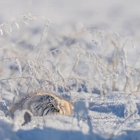 Фотография с манулом