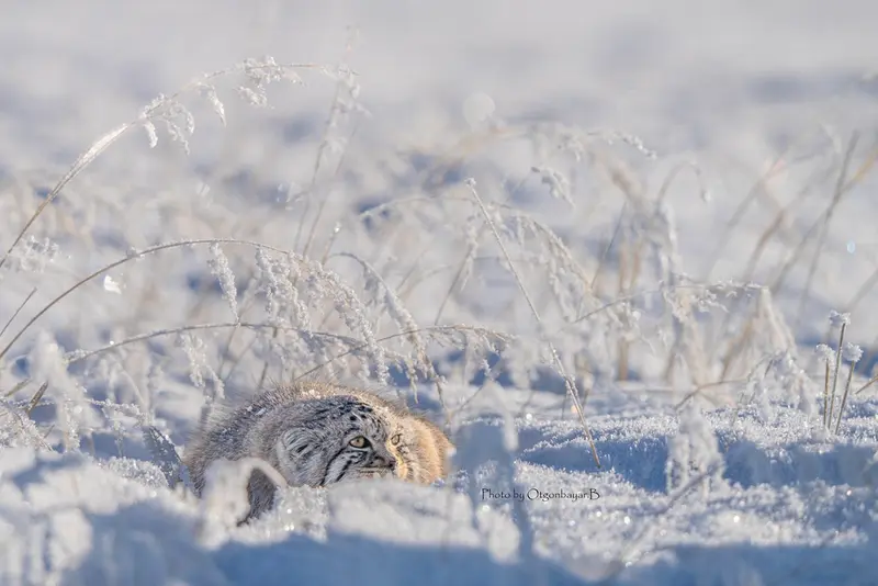 Фотография с манулом