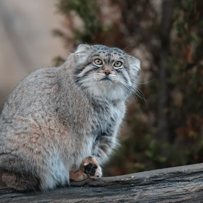 Фотография Льва в Царстве Животных Насу