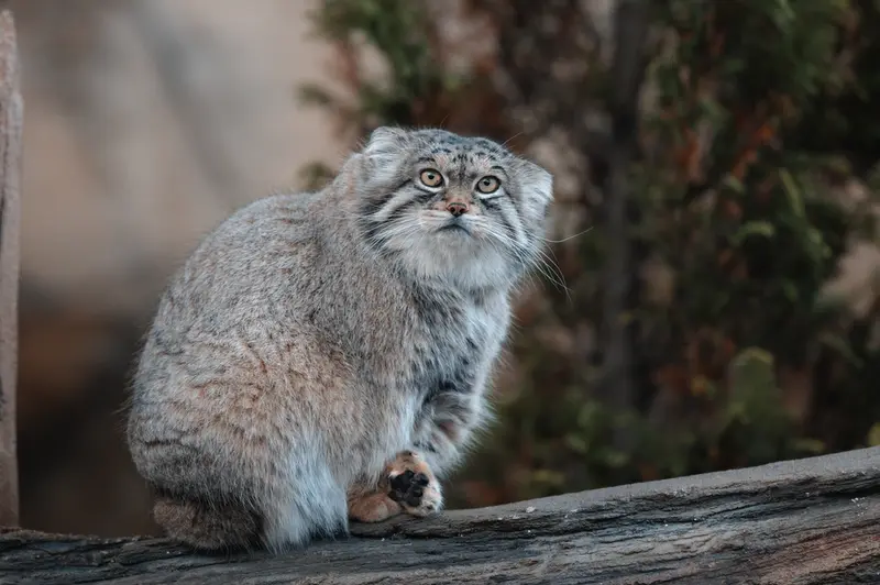 Фотография Льва в Царстве Животных Насу