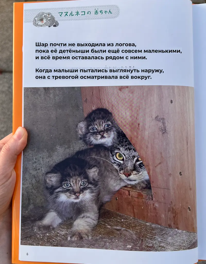 Фотография с манулом