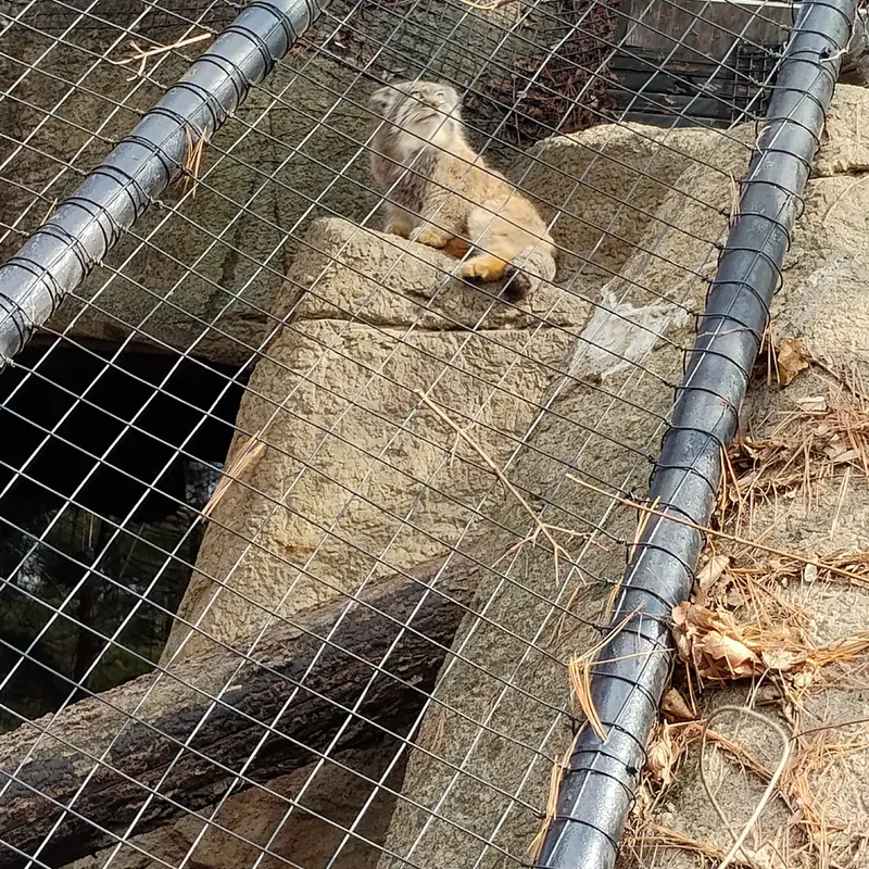 Фотография Мушу в Зоопарке Цинциннати