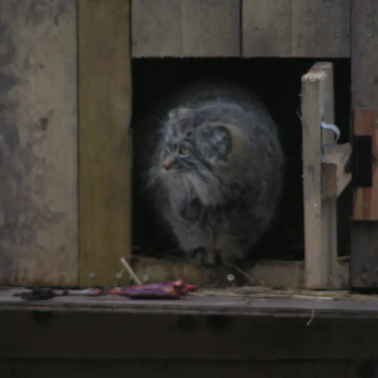 Фотография Алтая в Лэйклэнде Вайлдлайф Оазисе