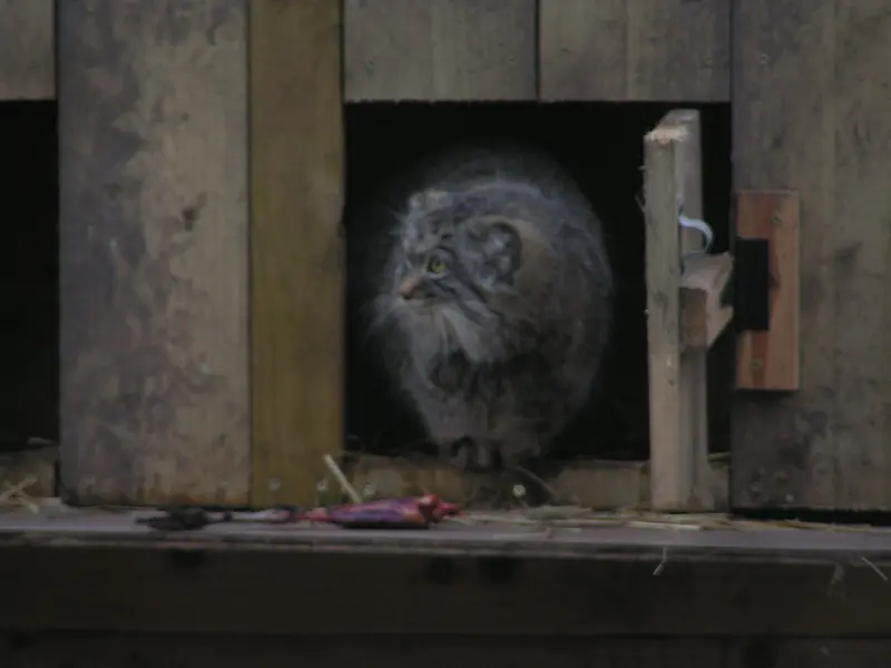 Фотография Алтая в Лэйклэнде Вайлдлайф Оазисе