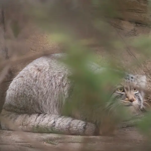 Фотография Нагому в Царстве Животных Насу
