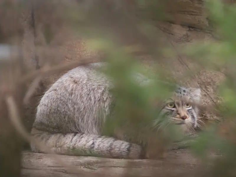 Фотография Нагому в Царстве Животных Насу