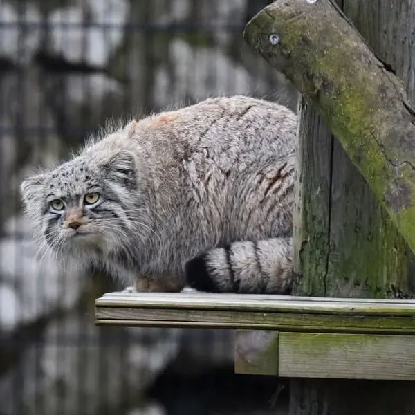 Фотография Саран в Био-Топия Дюнкерке