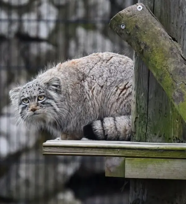 Фотография Саран в Био-Топия Дюнкерке