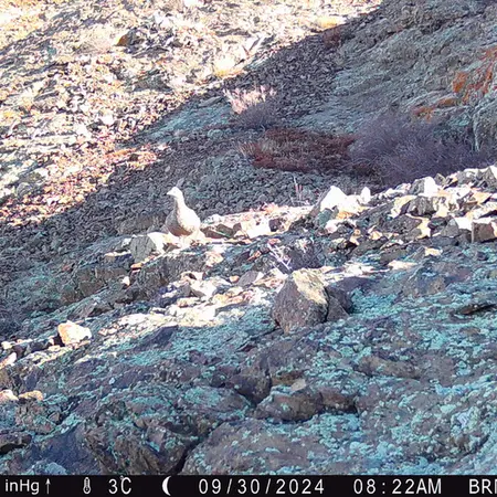 Фотография Сераи Куропатки с фотоловушки Жанатор