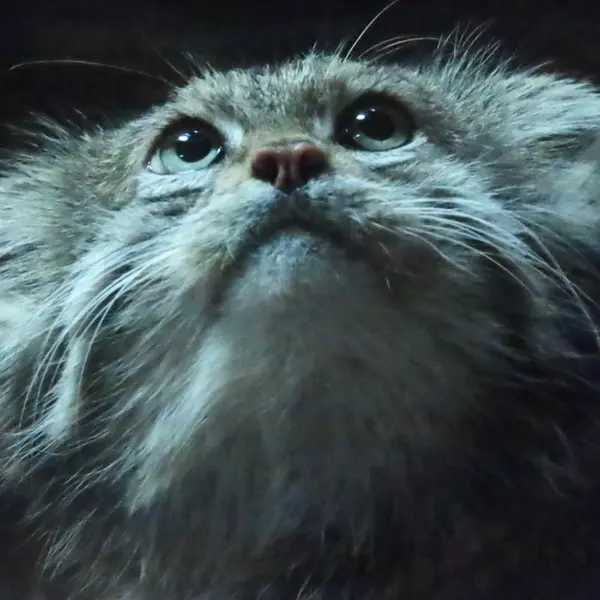 Фотография Клёна в Зоопарке Уено