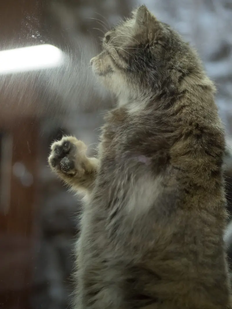 Фотография Примулы в Зоопарке Уено