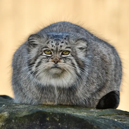 Фотография Атлана в Парке диких животных Порт-Лимпн
