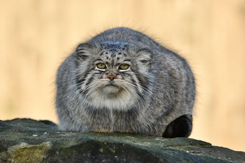 Фотография Атлана в Парке диких животных Порт-Лимпн