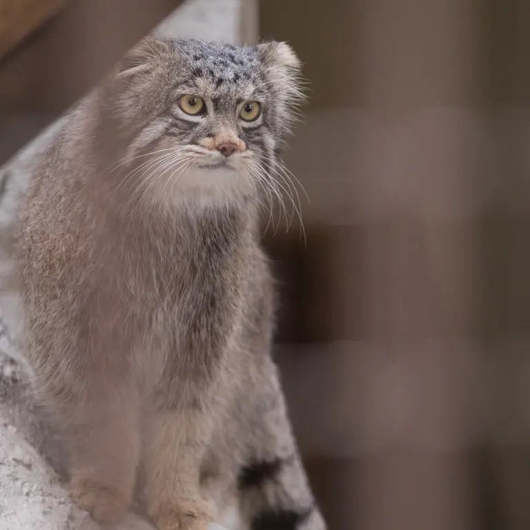 Фотография Фиги в Зоопарке Ногеяме