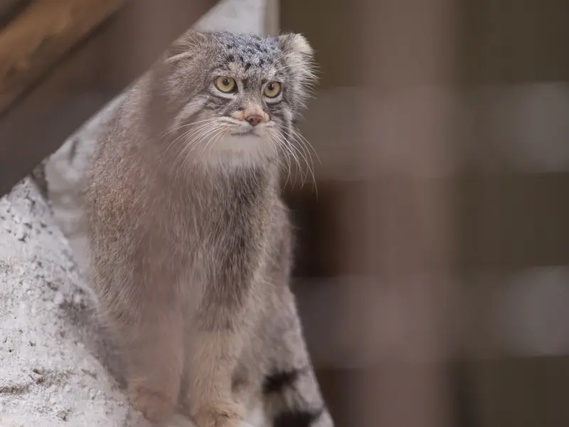 Фотография Фиги в Зоопарке Ногеяме