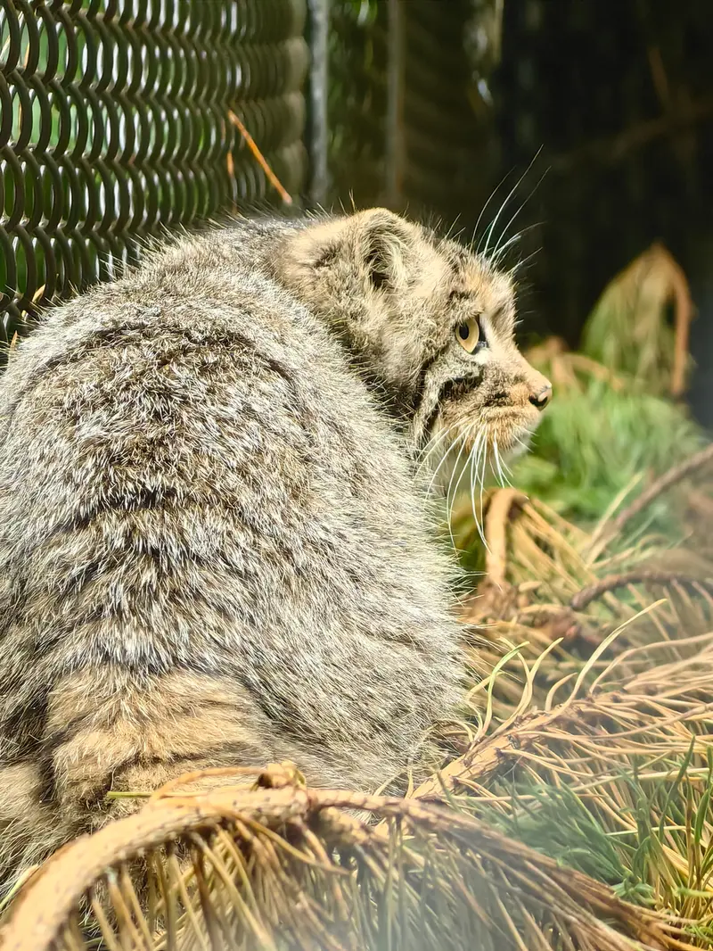 Фотография Аккема в Новосибирском Зоопарке