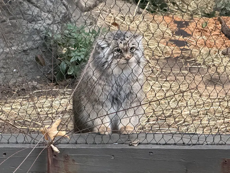 Фотография Сарнай в Зоопарке Проспект-парка